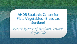 Brassica evaluation trials at AHDB’s Strategic Centre for Vegetable crops in Scotland